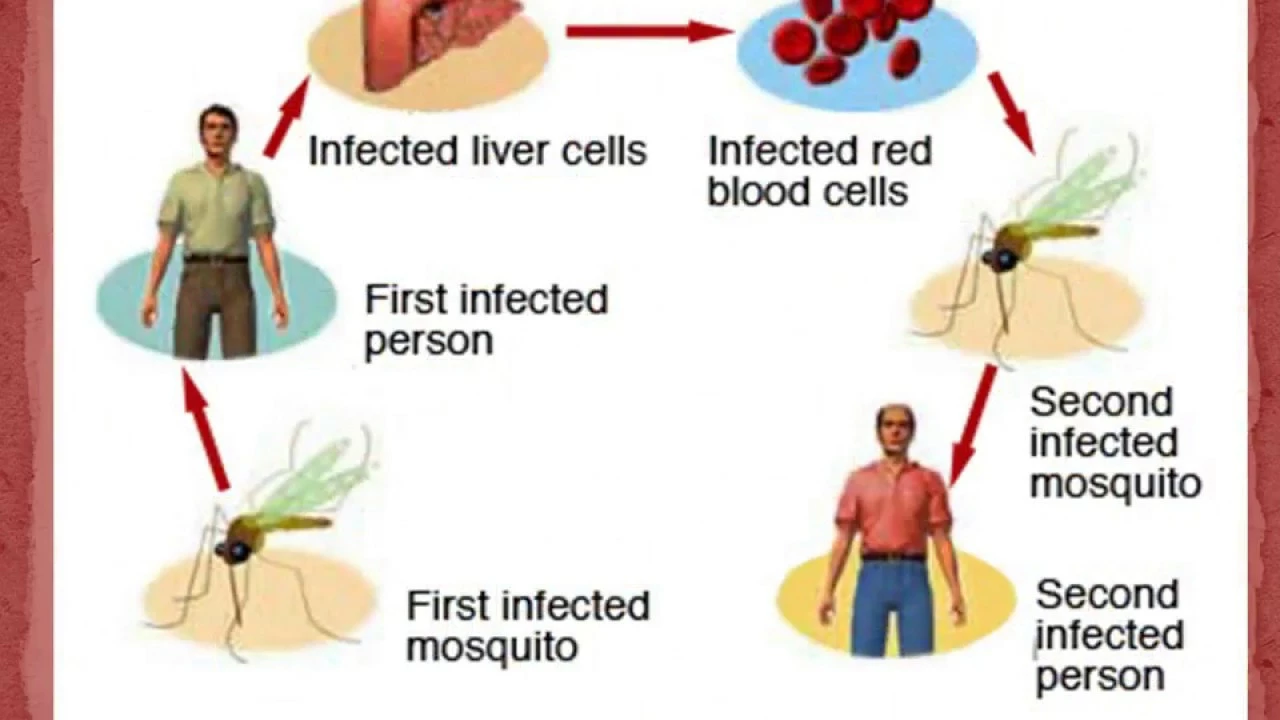 The Role of Insecticides in Malaria Control